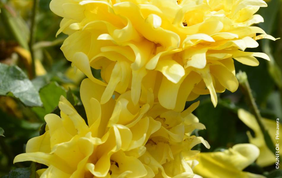 ©SUNFLOR - Primavera